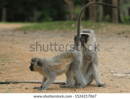 Monkey picture in South Africa