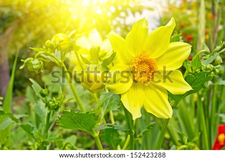 Yellow Flowers. High quality stock photo.