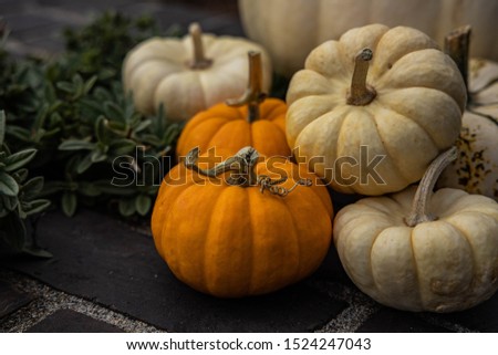 An autumn picture of pumpkins
