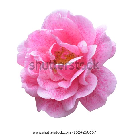 Beautiful pink garden rose isolated on white. Sainkt-Petersburg Botanical Garden.