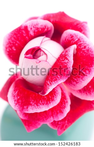 unusual beautiful red rose in a vase