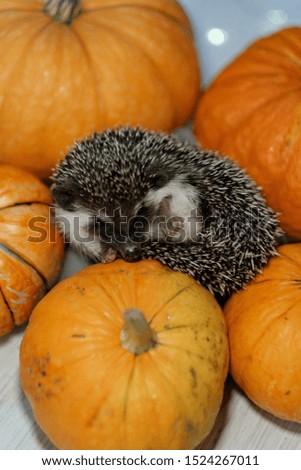 Cute little hedgehog curled in a ball lies on pumpkins. Autumn Thanksgiving Background. Copyspace - holidays, animals and celebration concept