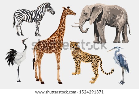 Beautiful tropical vintage illustration clip art background with zebra, giraffe, leopard, japanese crane, elephant, heron. Isolated on white background.

