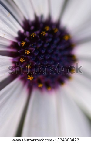 macro photography, white and purple flower detail
