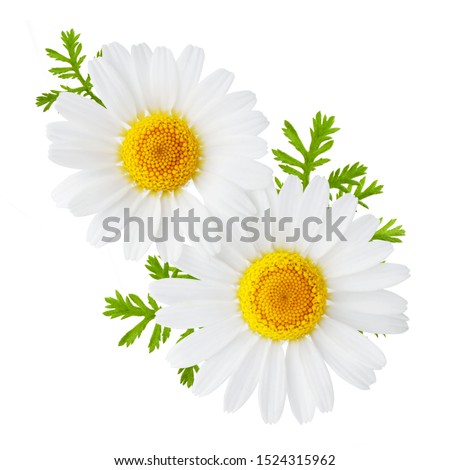 Chamomile or camomile flowers isolated on white background Royalty-Free Stock Photo #1524315962