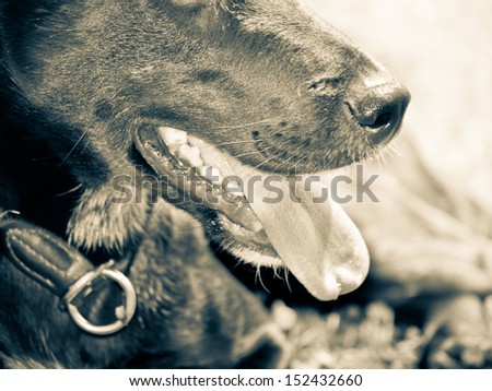 black dog , close-up, 13,  mouth and nose detail, labrador mixed breed