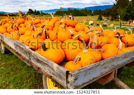 Cart full of pumpkins. Pumpkins season. Halloween pumpkins