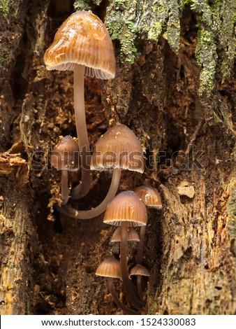 Groups of small Mycena seynii mushrooms also called pineapple mushrooms on the wall of a tree trunk