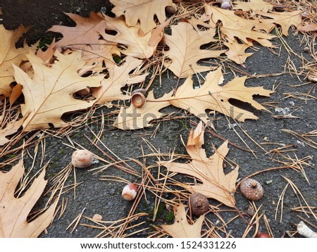 Dry leaves in the garden
