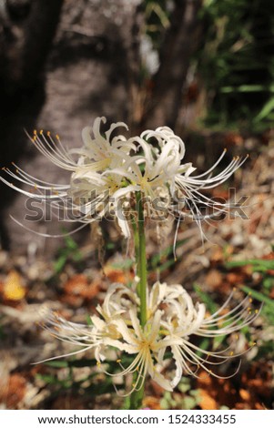 White spider lily blooming in the field.