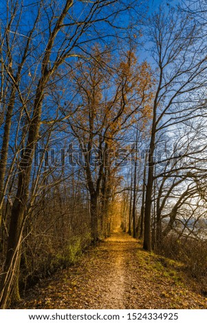 Track through trees alley on a beautiful cold winter day with clear blue sunny sky