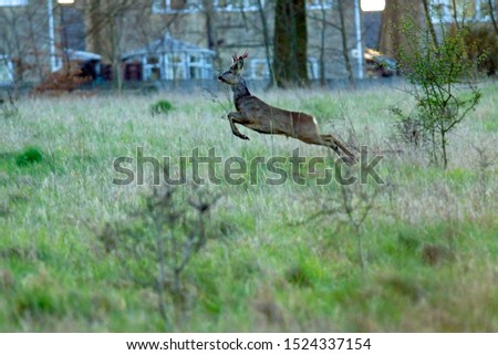 Buck Roe deer, Capreolus capreolus, running and leaping away from danger near the village of Painswick, The Cotswolds, Gloucestershire, UK