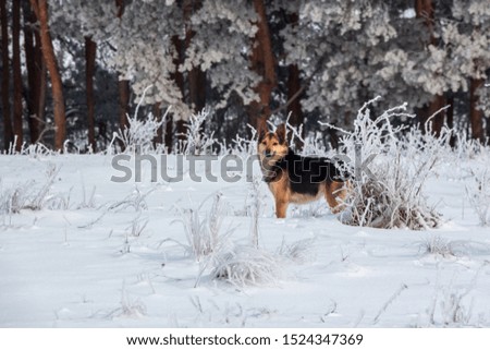 dog walks near the forest in winter in the frost on a background of snow and trees