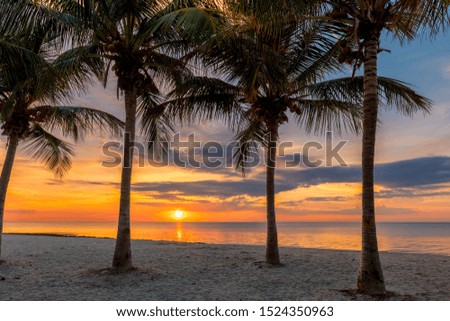 Silhouette of palm trees on tropical beach at sunrise. Miami Beach, Florida. 