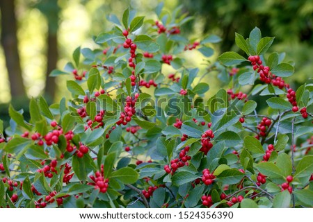 Ilex verticillata, the winterberry, is a species of holly native to eastern North America in the United States and southeast Canada, from Newfoundland west to Ontario and Minnesota, and south to Alaba Royalty-Free Stock Photo #1524356390