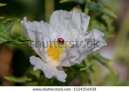 Argemone munita is a species of prickly poppy known by the common names flatbud prickly poppy and chicalote. "Munita" means "armed", in reference to the many long prickles.