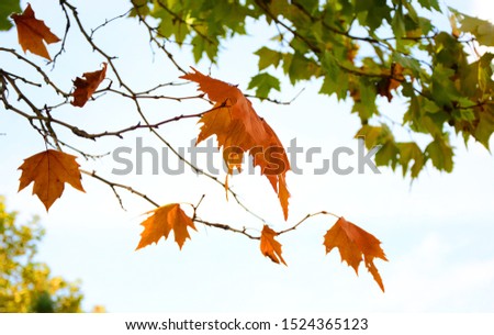 Autumn leaves on a branch.Fall background.