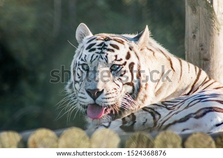 Well detailed pic of a white tiger from Bengal with blue eyes,black lines in the head,body and face,small ears. She is showing her pink tongue. A light beautiful from the sunset and background blurred