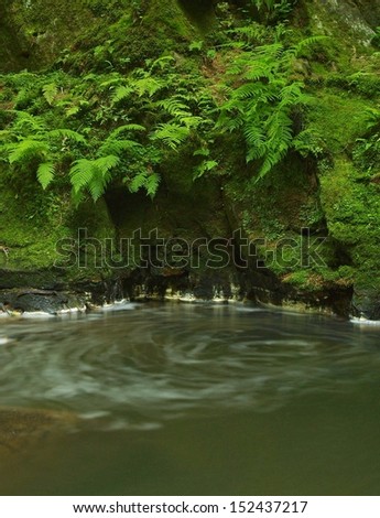 River bank under trees at mountain river. Fresh spring air in the evening after rainy day, deep green color of fern and moss 