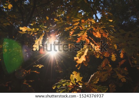 Closeup solar sparkle through the trees in forest or park and yellow oak tree on a beautiful fall or autumn day
