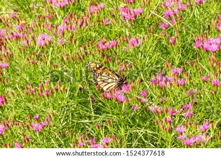 Monarch Butterfly on a Pink Flower Meadow