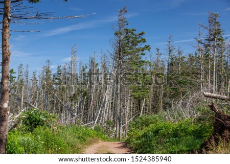 Old pine trees at Bonaventure Island, Gaspesie region, Quebec, Canada.