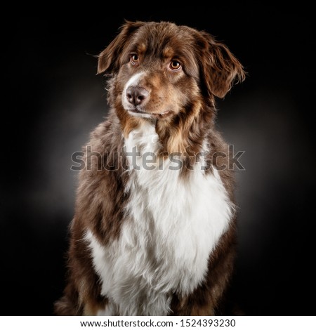 Portrait of a beautiful furry brown Australien Shepherd shot in studio on a dark grey background