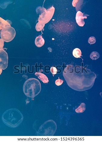 Jellyfish is animal in the sea. In the picture they have pink,because they live in the museum where has light.