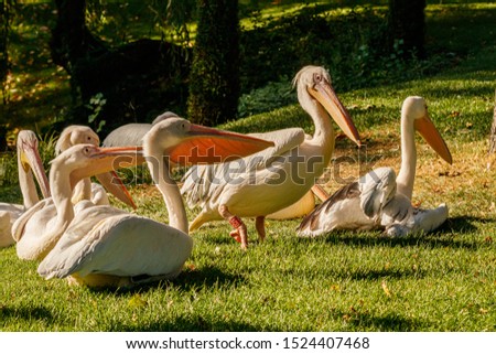 beautiful pelicans birds on grass close up