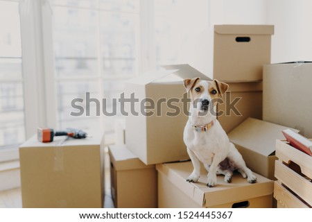 Horizontal shot of domestic animal sits on stack of carton boxes, relocates in new abode, poses in spacious empty room with no furniture, white walls. Animals, real estate and relocation concept