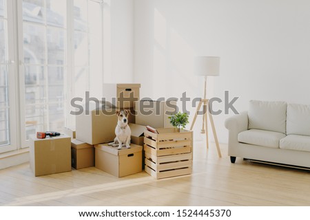 Moving Day concept. Cute domestic dog poses near cardboard boxes in spacious room with sofa, big window in background, waits for host, change place of living in new apartment, looks somewhere.