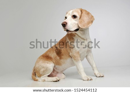 Studio shot of an adorable beagle looking curiously