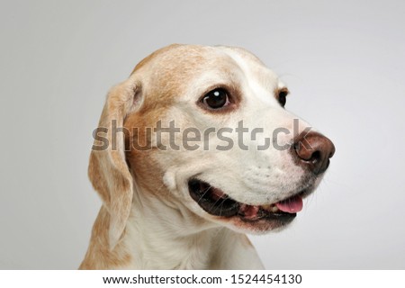 Portrait of an adorable beagle looking satisfied