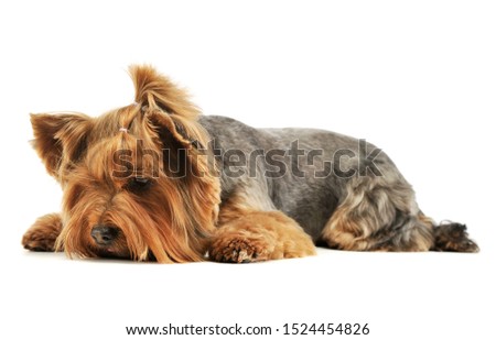 Studio shot of an adorable Yorkshire Terrier looking tired