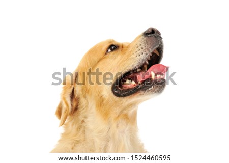 Portrait of and adorable labrador retriever looking satisfied