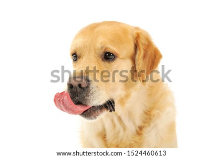 Portrait of and adorable labrador retriever looking satisfied