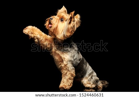 Studio shot of and adorable Yorkshire Terrier looking curiously