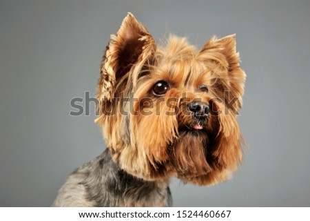 Portrait of an adorable Yorkshire Terrier looking curiously