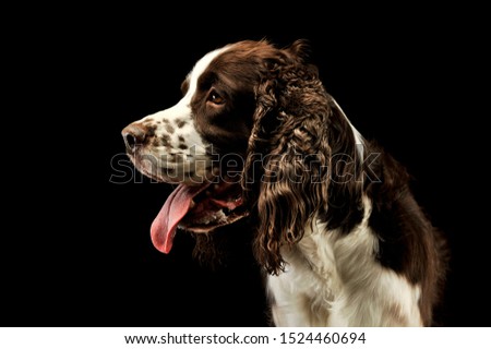 Portrait of an adorable English Cocker Spaniel looking satisfied