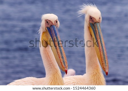 Beautiful pink pelican birds. Natural wildlife shot in Namibia. Pelicans with ocean sea background. Wild animal in nature. Close up of nature