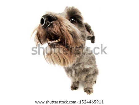 Studio shot of an adorable mixed breed dog looking curiously