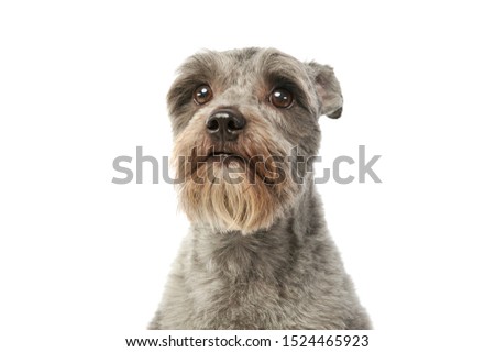 Portrait of an adorable mixed breed dog looking curiously