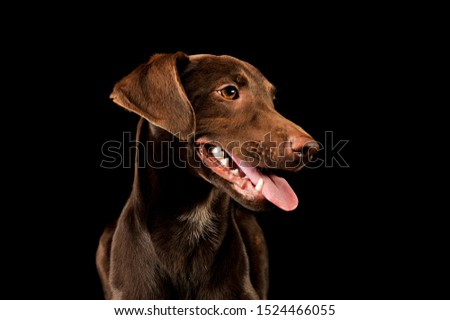 Portrait of an adorable mixed breed puppy looking satisfied