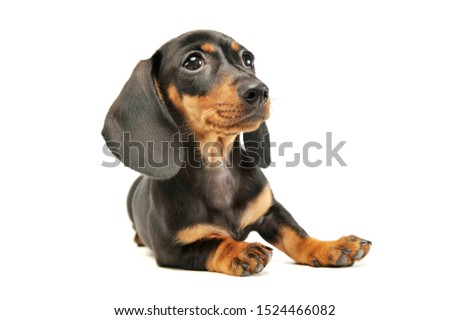 Studio shot of an adorable Dachshund puppy looking curiously