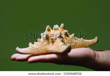 starfish in the palm, starfish in hand on a green background, starfish on the palm, starfish shell, green background