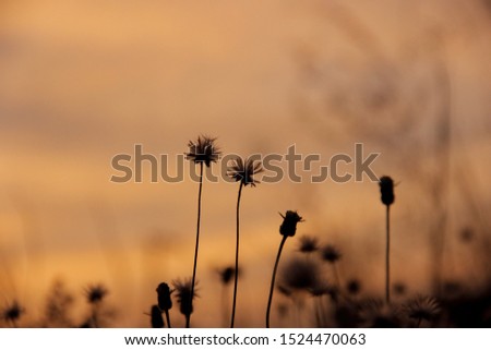 the sunrise and the dandelions 