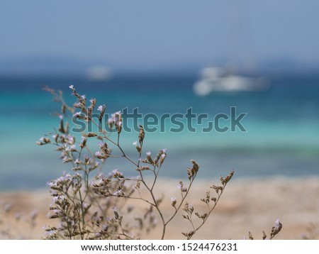 Purple flower bush in front of a beautiful blue beach with blurry background