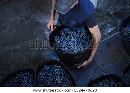 
Image of wine grape collection Royalty-Free Stock Photo #1524478628