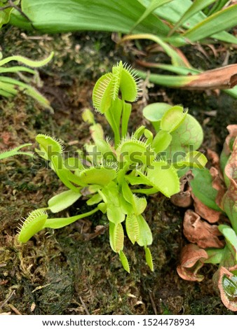 Miniature Venus Fly Trap Plant
