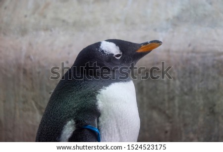A beautiful penguin stands sideways in the sun, portrait